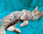 Кошки в Краснодаре: Котенок ищет любящего человека Девочка, Бесплатно - фото 3