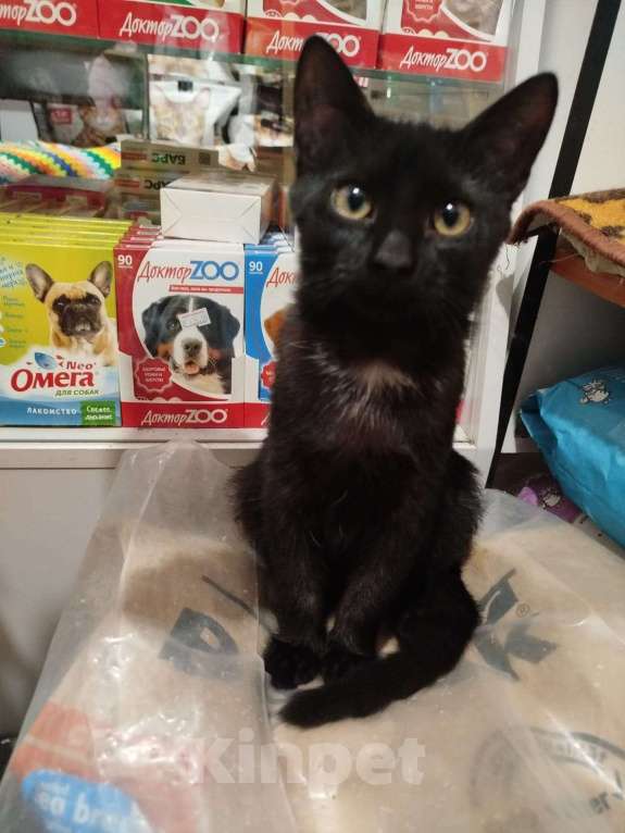 Кошки в Москве: Котенок в опасности, очень нужен дом Мальчик, Бесплатно - фото 3