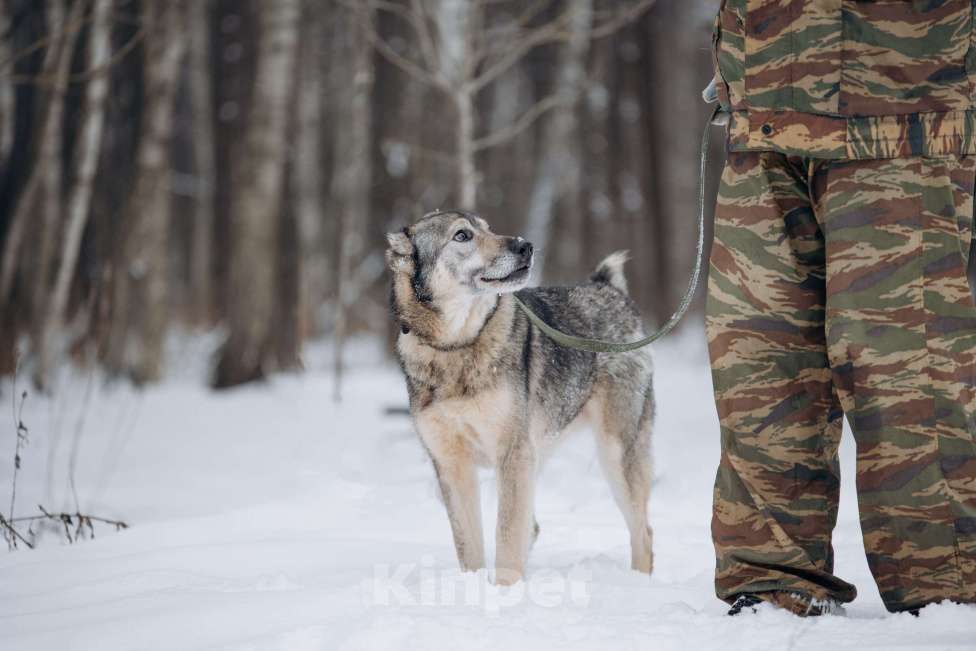 Собаки в Москве: Собака-компаньон, добрый мальчик в поисках семьи Мальчик, Бесплатно - фото 7