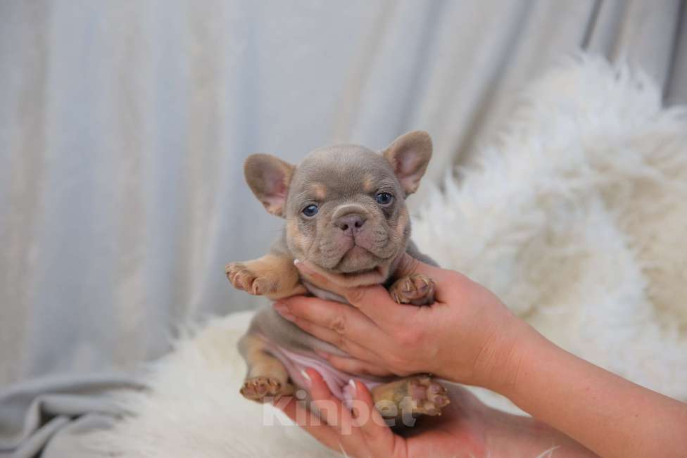 Собаки в Москве: Мадмуазель крошка сью  Девочка, Бесплатно - фото 1