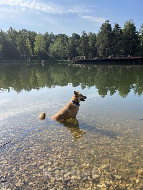 Собаки в Балашихе: Поночка Девочка, Бесплатно - фото 5