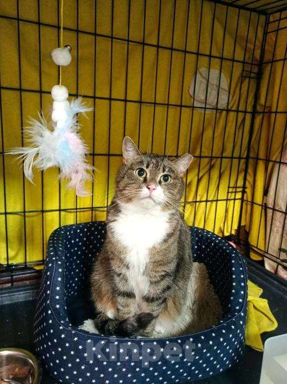 Кошки в Санкт-Петербурге: Кошка в добрые руки Девочка, Бесплатно - фото 5