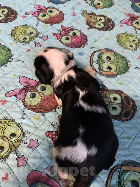 Собаки в Краснодаре: Мальчики  кавалер Кинг Чарльз триколор  Мальчик, 50 000 руб. - фото 8