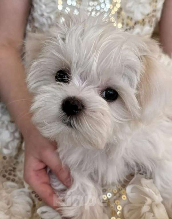 Собаки в Москве: продаю Девочка, Бесплатно - фото 2