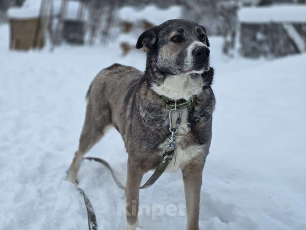 Собаки в Королеве: Пани: собака с душой, ждущей тепла Девочка, Бесплатно - фото 10