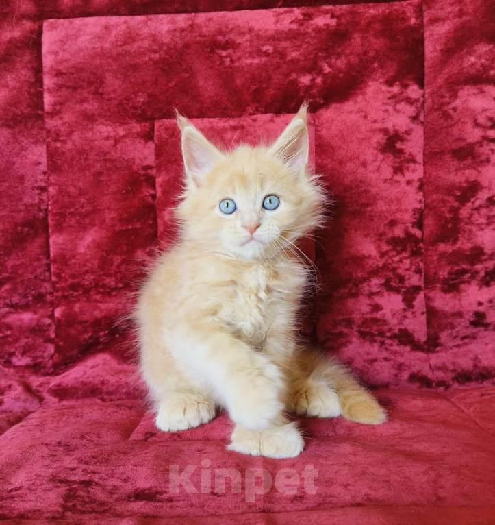 Кошки в Москве: Мейн-Кун полидакт Мальчик Мальчик, 90 000 руб. - фото 4