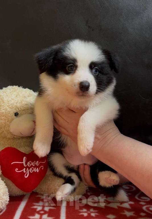 Собаки в других городах Московской области: Бордер колли очаровательная малышка Девочка, 70 000 руб. - фото 7