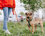 Собаки в Москве: бесплатно в добрые руки Кира Девочка, Бесплатно - фото 2
