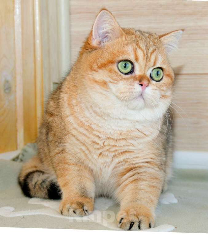 Кошки в Рыбинске: Британский золотой зеленоглазый мальчик 6 мес Мальчик, 20 000 руб. - фото 1