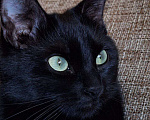 Кошки в Липецке: Чёрная как тень - Эшли) Девочка, Бесплатно - фото 4