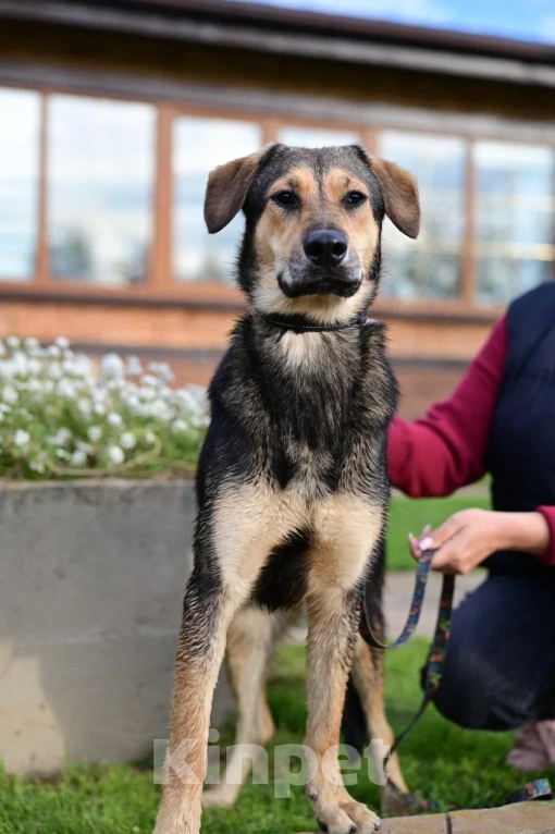 Собаки в Красногорске: Самый уютный щенок Перчик , 1 год Мальчик, Бесплатно - фото 4
