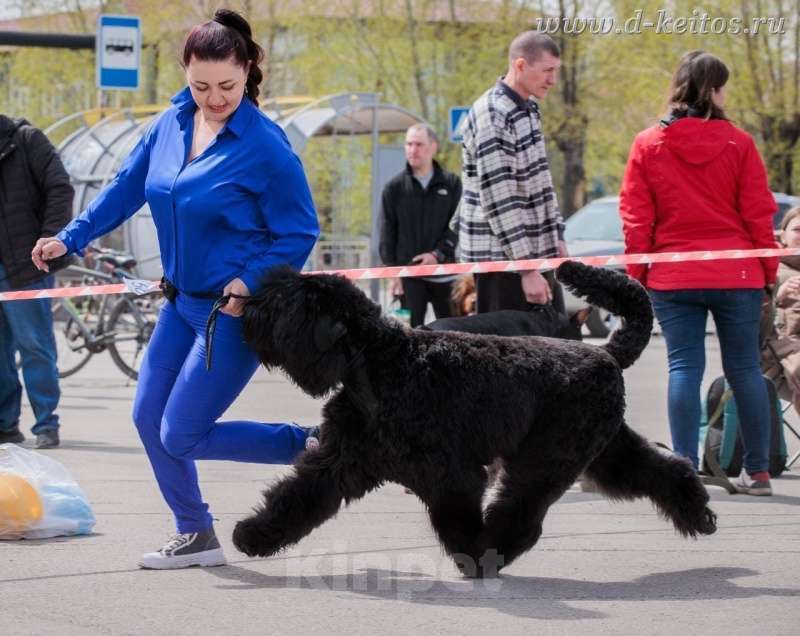 Собаки в Москве: Щенки Русского Чёрного Терьера Мальчик, 50 000 руб. - фото 7