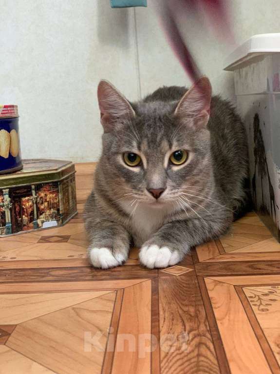 Кошки в Москве: Котёнок домой Мальчик, Бесплатно - фото 2