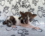 Кошки в Балашихе: Кошечка Дейла Девочка, 80 000 руб. - фото 1