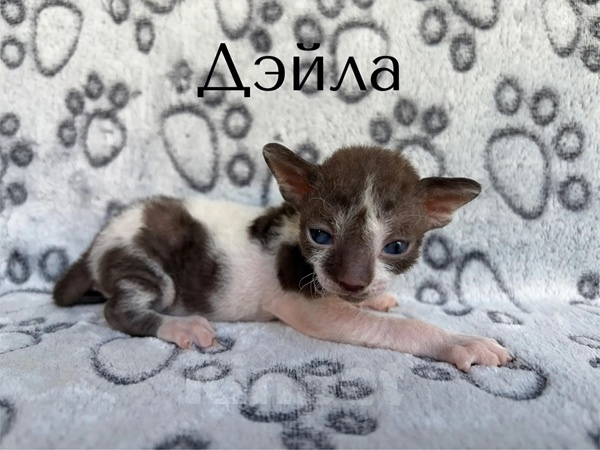 Кошки в Балашихе: Кошечка Дейла Девочка, 80 000 руб. - фото 1