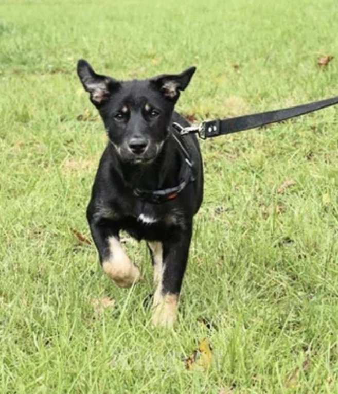 Собаки в Москве: Малышка Руди ищет дом Девочка, Бесплатно - фото 3