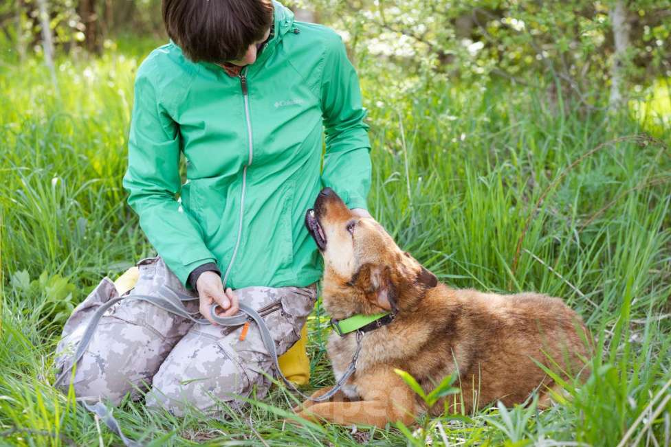 Собаки в Москве: Собака-липучка, компаньон, который везде следует за человеком. Мальчик, Бесплатно - фото 9