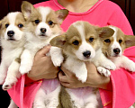 Собаки в других городах Московской области: Щенки вельш-корги пемброк Разнополые, 35 000 руб. - фото 1