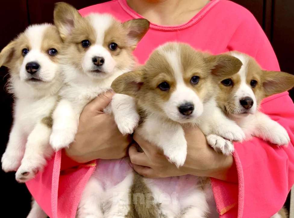 Собаки в других городах Московской области: Щенки вельш-корги пемброк Разнополые, 35 000 руб. - фото 1