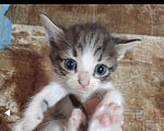 Кошки в Фролово: Котята в добрые руки Разнополые, Бесплатно - фото 2