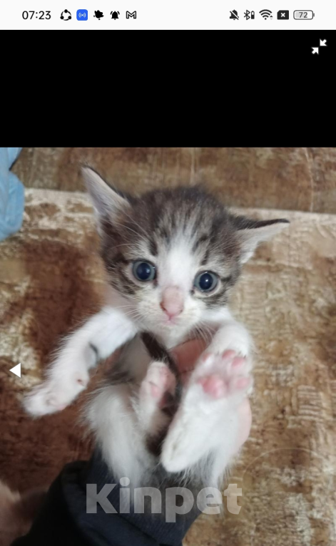 Кошки в Фролово: Котята в добрые руки Разнополые, Бесплатно - фото 2