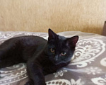 Кошки в Омске: Котик шоколадный примерно полтора года в Омске Мальчик, Бесплатно - фото 1