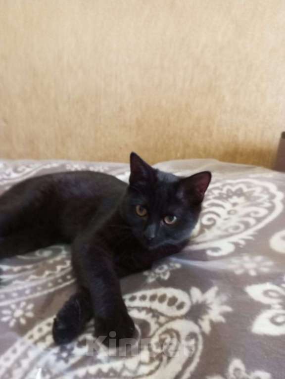 Кошки в Омске: Котик шоколадный примерно полтора года в Омске Мальчик, Бесплатно - фото 1