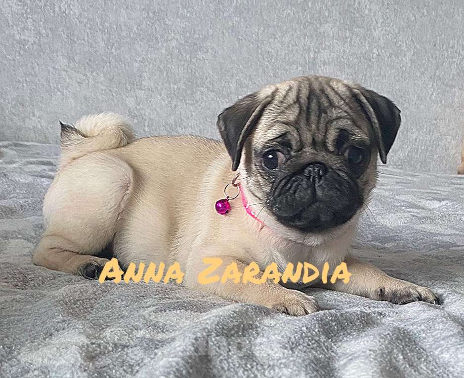 Собаки в Кропоткине: Щенки мопса Разнополые, Бесплатно - фото 8