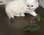 Кошки в Саке: Кошечка!!! Девочка, 25 000 руб. - фото 5