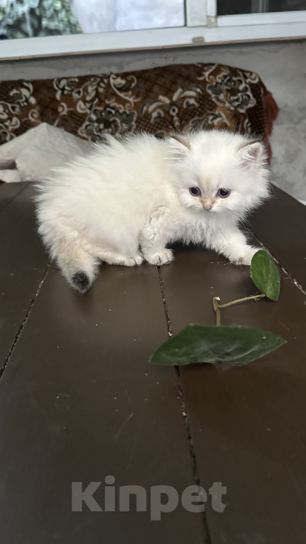 Кошки в Саке: Кошечка!!! Девочка, 25 000 руб. - фото 5