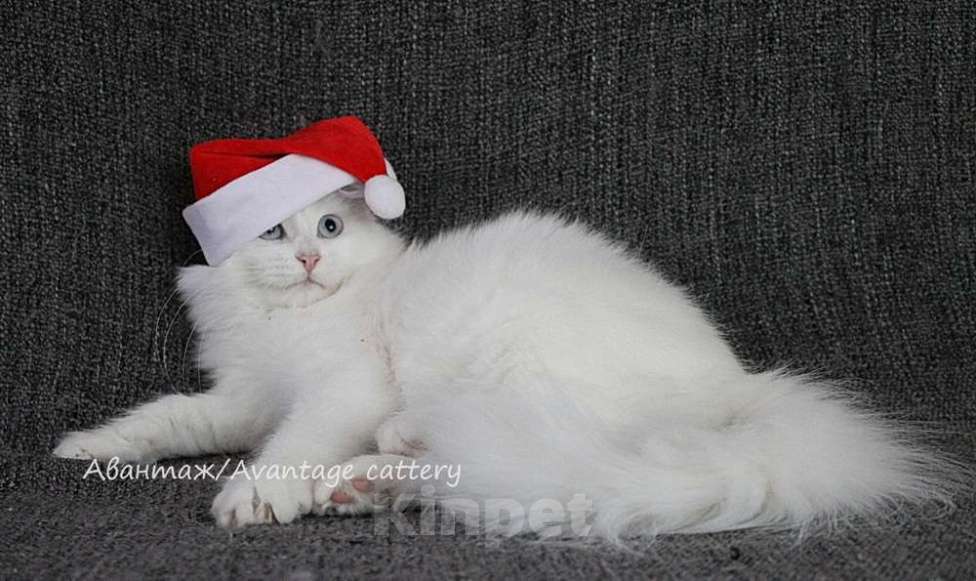 Кошки в Санкт-Петербурге: Предлагается клубный сибирский котенок - девочка Девочка, Бесплатно - фото 6