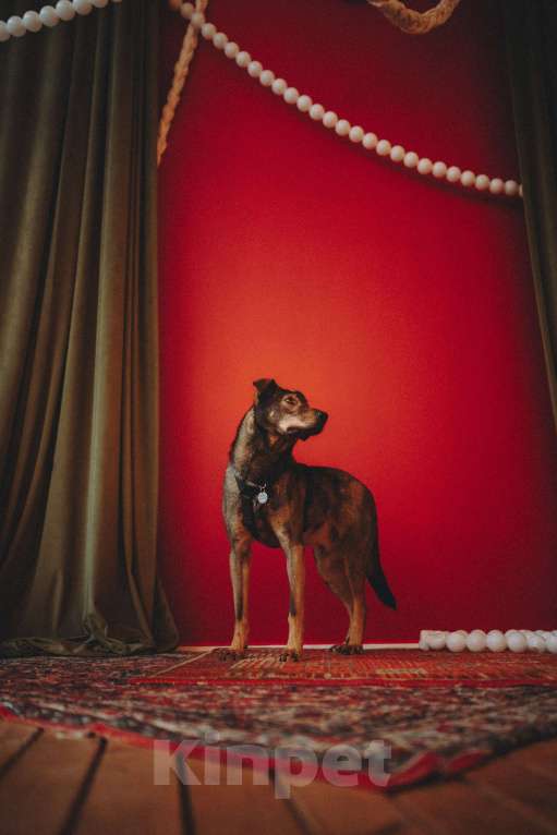 Собаки в Москве: Искренний и добрый пёсик из приюта в добрые руки Мальчик, Бесплатно - фото 2