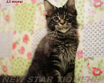 Кошки в Тюмени: Великолепные котята породы мейн кун, 1 руб. - фото 5