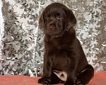 Собаки в Балашихе: Шоколадные малыши Мальчик, 35 000 руб. - фото 1