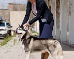 Собаки в Астрахани: Кобель хаски Мальчик, 1 руб. - фото 2