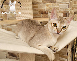 Кошки в Иваново: Сингапурские котята. У нас сейчас есть свободные котята Мальчик, 60 000 руб. - фото 2