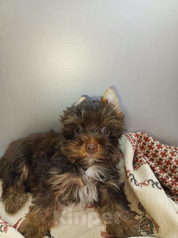 Собаки в Мытищах: Шоколадный мини мальчик Мальчик, 45 000 руб. - фото 3