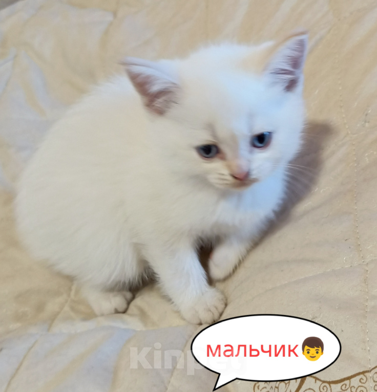Кошки в Санкт-Петербурге: Шотландский котенок Мальчик, 15 000 руб. - фото 1