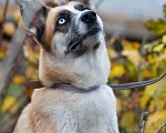 Собаки в Одинцово: Гертруда ищет дом и любящую семью  Девочка, Бесплатно - фото 1