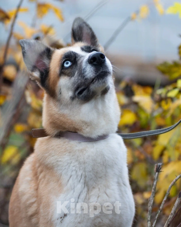Собаки в Одинцово: Гертруда ищет дом и любящую семью  Девочка, Бесплатно - фото 1