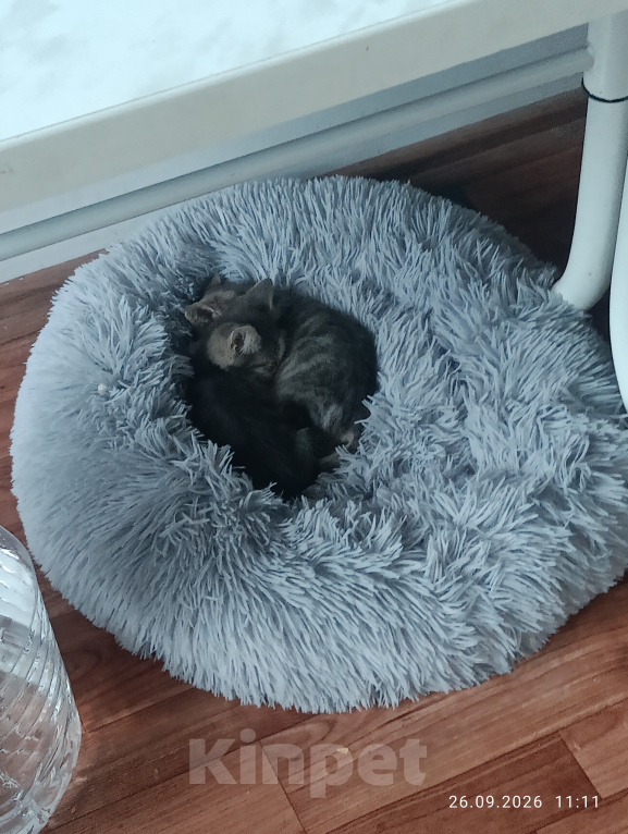 Кошки в Краснодаре: Котики Мальчик, Бесплатно - фото 2
