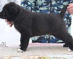 Собаки в Саратове: Черный кобель сао Мальчик, Бесплатно - фото 1