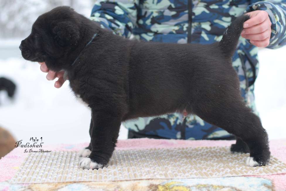 Собаки в Саратове: Черный кобель сао Мальчик, Бесплатно - фото 1