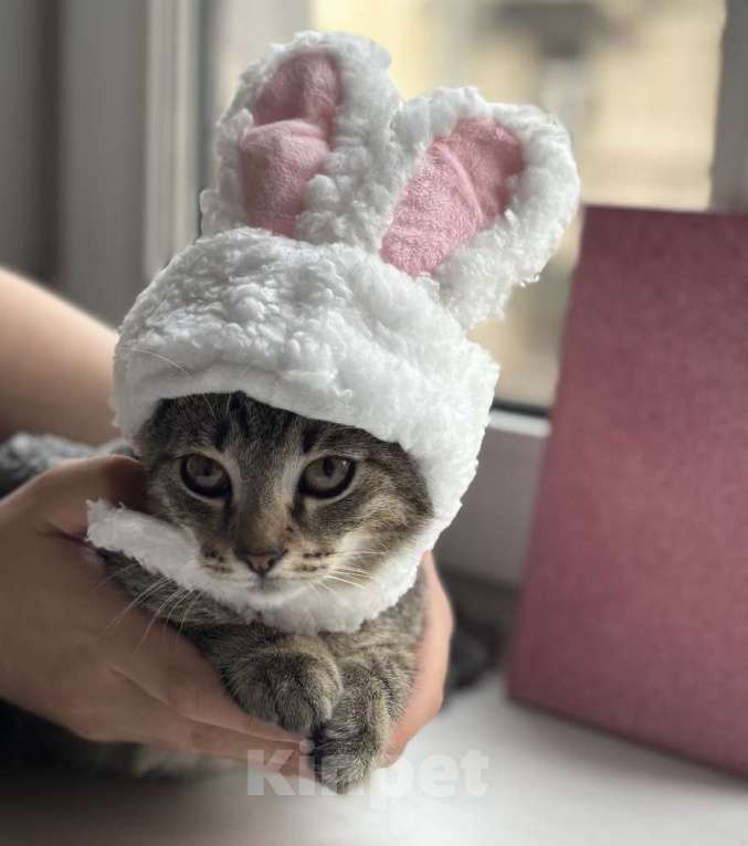 Кошки в Санкт-Петербурге: Котенок Люмия Люми Девочка, Бесплатно - фото 1