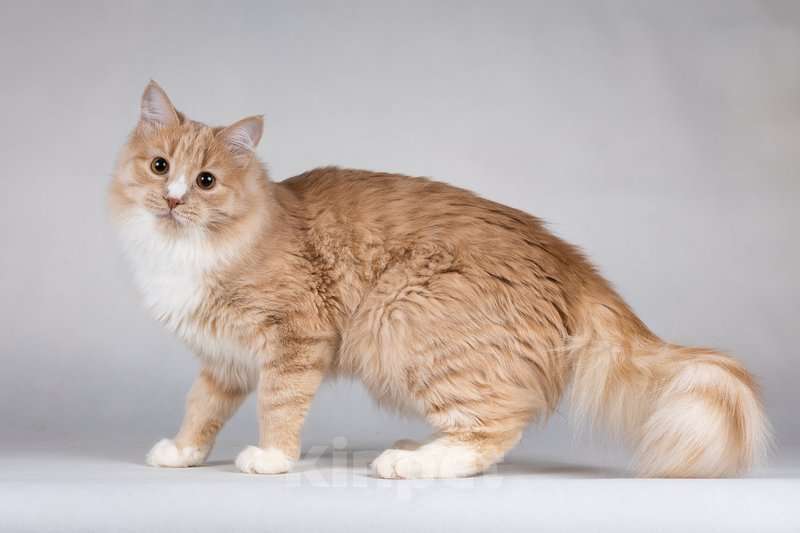 Кошки в Москве: Мурчик - самый ласковый, дружелюбный и контактный котик.  Мальчик, Бесплатно - фото 5