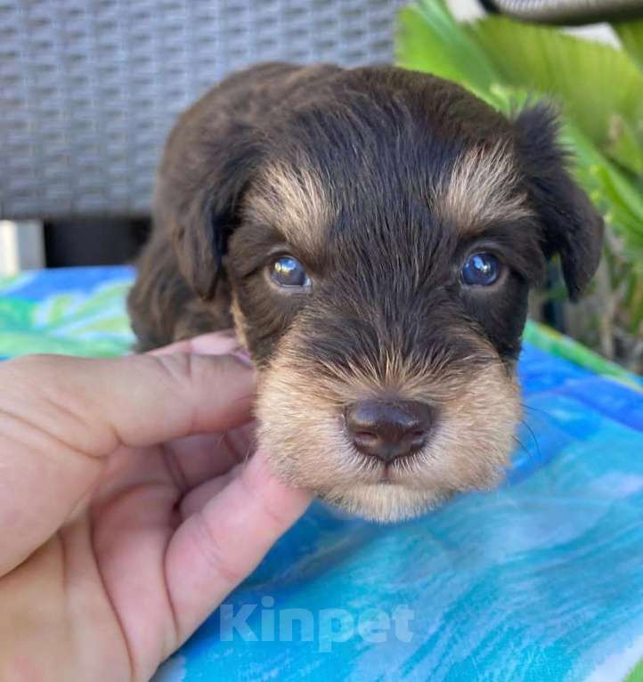 Собаки в Москве: Цвергшнауцер Мальчик, 18 000 руб. - фото 3