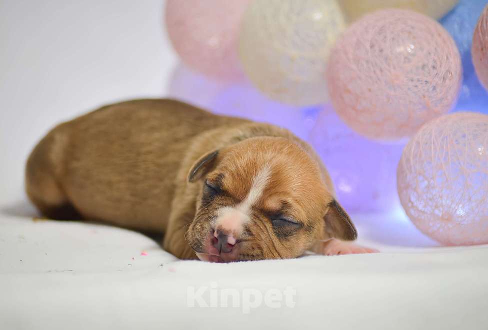 Собаки в Москве: Яркий рыжий мальчик Мальчик, 50 000 руб. - фото 1