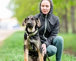 Собаки в Москве: Щенок в дар Мальчик, Бесплатно - фото 8