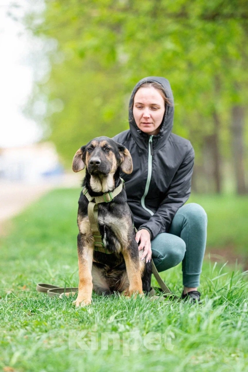 Собаки в Москве: Щенок в дар Мальчик, Бесплатно - фото 8