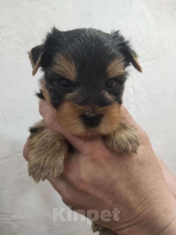 Собаки в Жигулевске: Мальчик Йоркширского терьера стандарт Мальчик, 28 000 руб. - фото 4